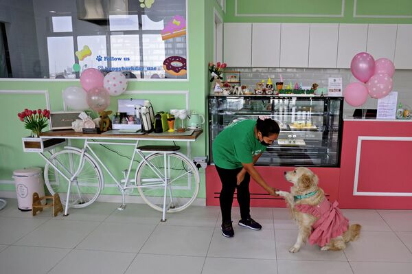  أحد مظفي مقهى للكلاب في دبي، يرحب بالكلبة، 30 مايو 2022 - سبوتنيك عربي