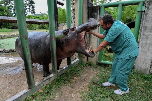 طبيب بيطري يفحص أسنان فرس النهر في حديقة حيوان كاريكواو في كاراكاس ، 4 يونيو 2022. - سبوتنيك عربي