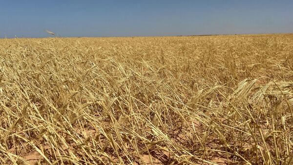 حصاد القمح في ليبيا - سبوتنيك عربي