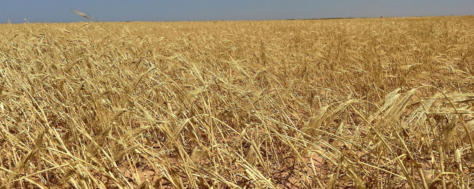 حصاد القمح في ليبيا - سبوتنيك عربي, 1920, 29.07.2022