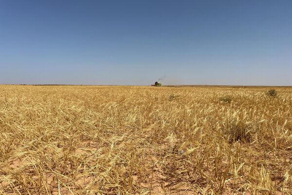 حصاد القمح في ليبيا - سبوتنيك عربي