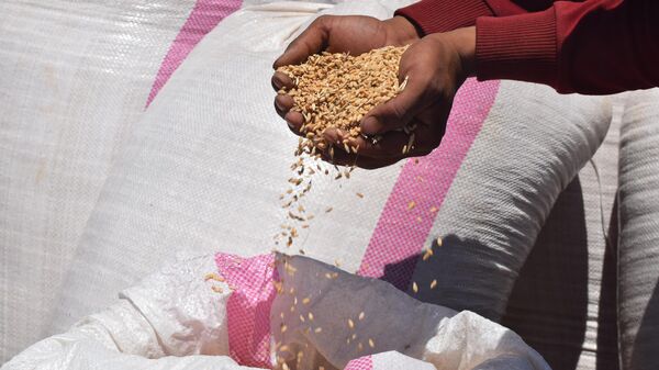 مزارعو لبنان يحصدون القمح وسط غياب دعم الدولة//فيديو صور 

 - سبوتنيك عربي