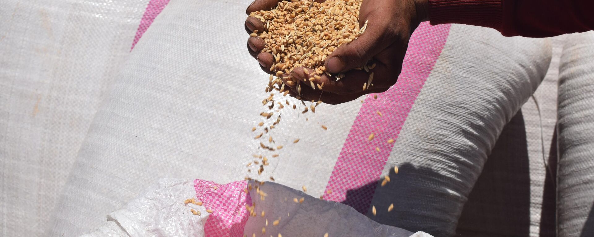 مزارعو لبنان يحصدون القمح وسط غياب دعم الدولة//فيديو صور 

 - سبوتنيك عربي, 1920, 12.03.2023
