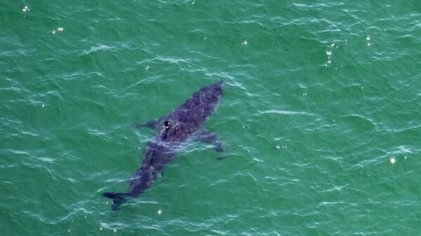 Белая акула у побережья в штате Массачусетс, США  - سبوتنيك عربي