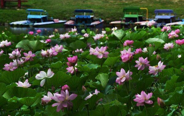 أزهار اللوتس من نوع كوماروف (نيلم جوزي) على بحيرة بالقرب من أوسوريسك في بريمورسكي كراي، روسيا 4 أغسطس 2022 - سبوتنيك عربي