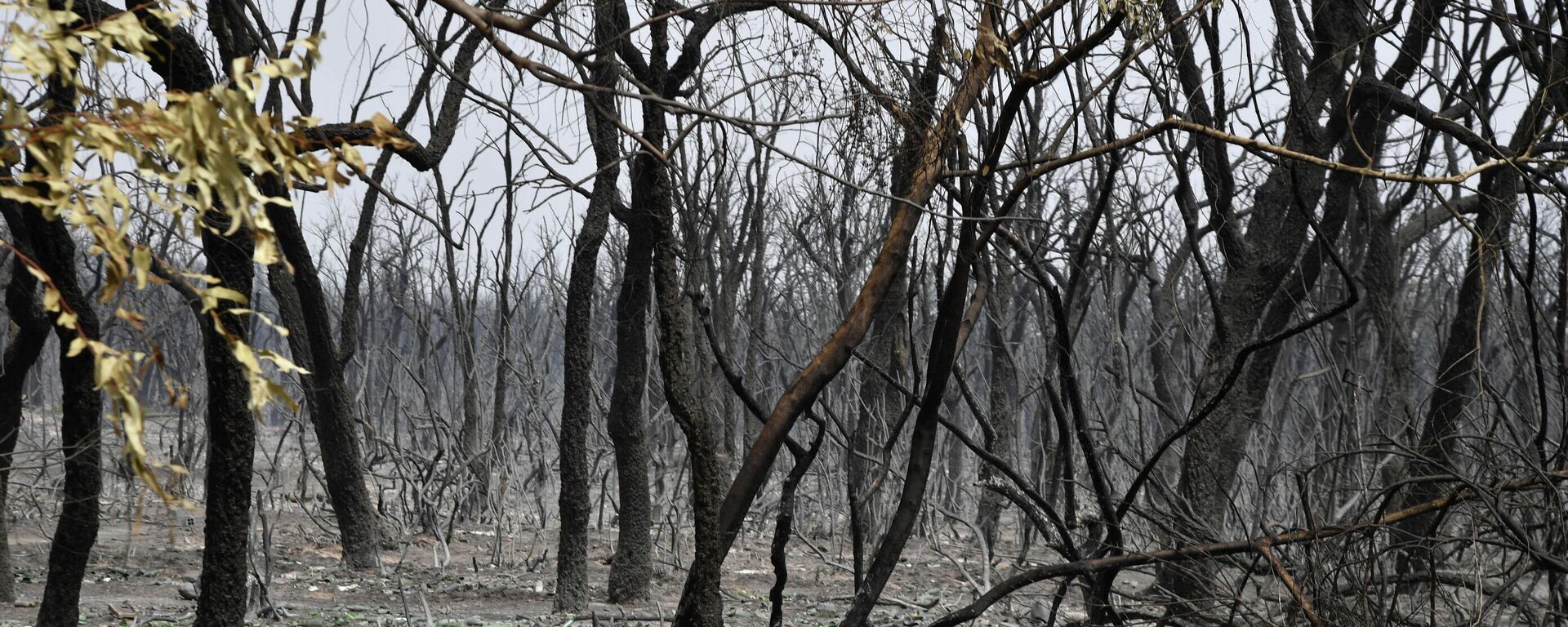 غابة محترقة في أعقاب حرائق مستعرة بالقرب من مدينة القلعة الجزائرية في 18 أغسطس/ آب 2022 - سبوتنيك عربي, 1920, 19.08.2022