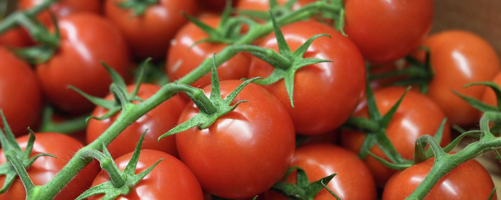 طماطم - سبوتنيك عربي, 1920, 05.01.2024