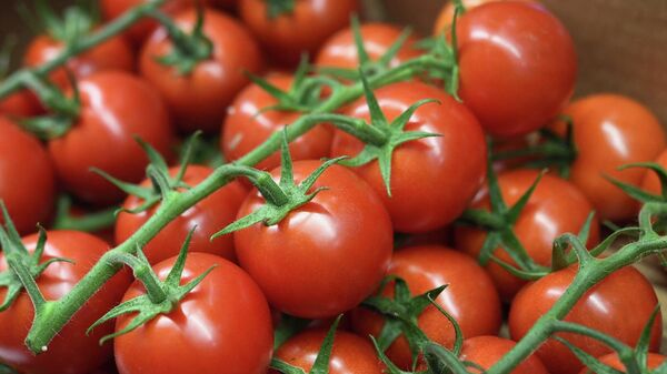 طماطم - سبوتنيك عربي