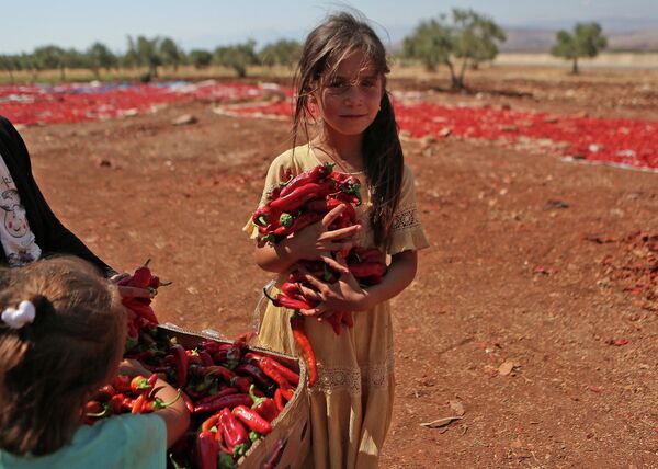 فتاة سورية تحمل الفلفل الحار في بلدة محمبل بريف إدلب الجنوبي، سوريا 19 سبتمبر 2022. - سبوتنيك عربي