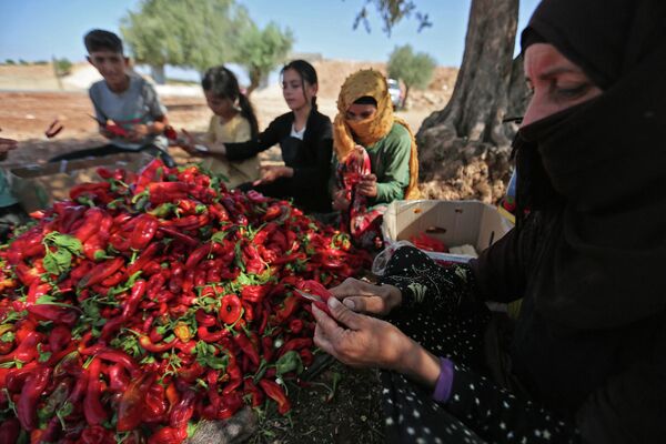 سوريون يفرزون حبات الفلفل الحار في بلدة محمبل بريف إدلب الجنوبي شمال غربي سوريا، 19 سبتمبر 2022. - سبوتنيك عربي