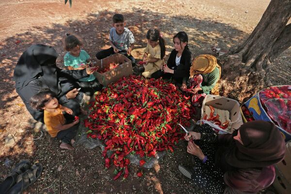 سوريون يفرزون حبات الفلفل الحار في بلدة محمبل بريف إدلب الجنوبي، شمال غربي سوريا، 19 سبتمبر 2022. - سبوتنيك عربي