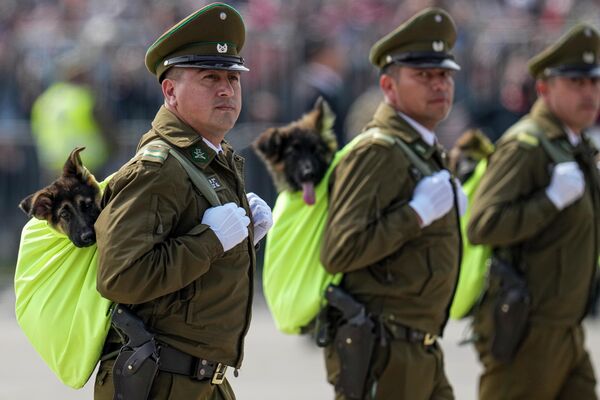 ضباط الشرطة التشيلية يسيرون يحملون كلابًا ستصبح كلابًا بوليسية في المستقبل خلال احتفالات عيد الجيش وعيد الاستقلال في سانتياغو، تشيلي،  19 سبتمبر 2022. - سبوتنيك عربي