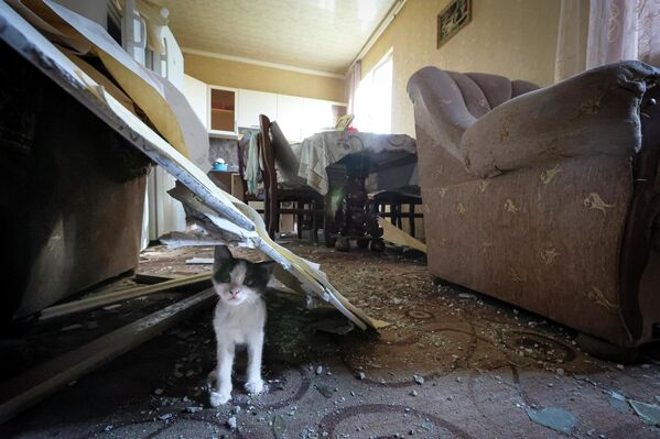 قطة تنظر من تحت قطعة ركام الذي تضرر جراء قصف منزل في قرية سوتك في مقاطعة جيغاركونيك في أرمينيا، 17 سبتمبر  2022. - سبوتنيك عربي