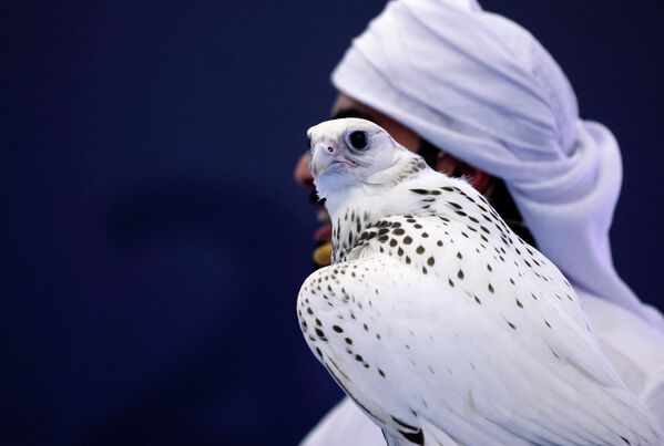 بائع بالمزاد يعرض صقر جيرفالكون أبيض خلال معرض أبوظبي الدولي للصيد والفروسية (ADIHEX) في العاصمة الإماراتية، 1 أكتوبر 2022 - سبوتنيك عربي