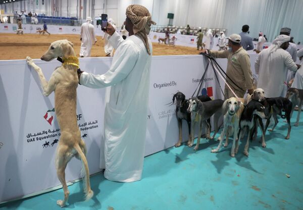 يحضر المشاركون كلابهم للمنافسة في مسابقة جمال السلوقي العربي، كجزء من معرض أبوظبي الدولي للصيد والفروسية (ADIHEX) في العاصمة الإماراتية، في 1 أكتوبر 2022. - سبوتنيك عربي