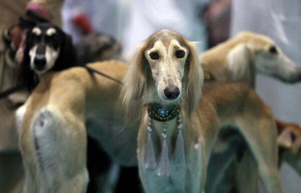 يحضر المشاركون كلابهم للمنافسة في مسابقة جمال السلوقي العربي، كجزء من معرض أبوظبي الدولي للصيد والفروسية (ADIHEX) في العاصمة الإماراتية ، في 1 أكتوبر 2022. - سبوتنيك عربي