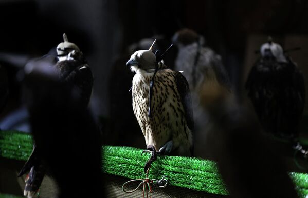 تُعرض الطيور في جناح إحدى شركات تصنيع رقعة الصقور، خلال معرض أبوظبي الدولي للصيد والفروسية (ADIHEX) في العاصمة الإماراتية، في 1 أكتوبر 2022. - سبوتنيك عربي