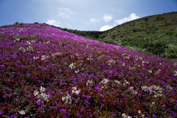 تغطي الأزهار المتفتحة صحراء أتاكاما بالقرب من كوبيابو، تشيلي، 4 أكتوبر 2022 - سبوتنيك عربي