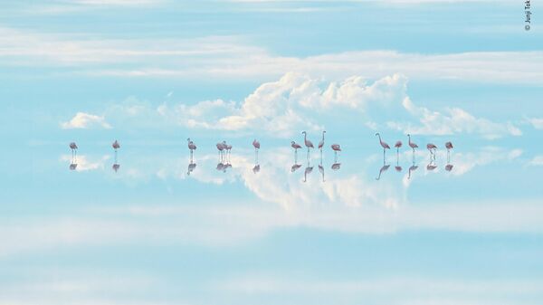 صورة بعنوان طيور النحام السماوية للمصور الياباني جونجي تاكاساغو، الفائز في فئة الفنون الطبيعية في مسابقة جوائز مصور الحياة البرية للعام 58
 - سبوتنيك عربي
