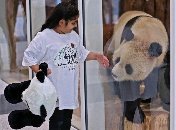 طفل يلعب مع الباندا الصينية العملاقة من خلف الزجاج الواقي في حديقة الباندا في الخور، قطر  19 أكتوبر 2022. - سبوتنيك عربي