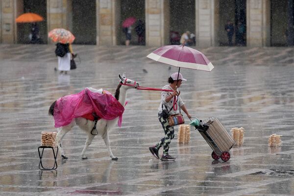 مصورة شوارع تغادر ساحة بوليفار مع حيوان اللاما الخاص بها بعد أن بدأ هطول الأمطار في بوغوتا، كولومبيا، 25 أكتوبر 2022. - سبوتنيك عربي