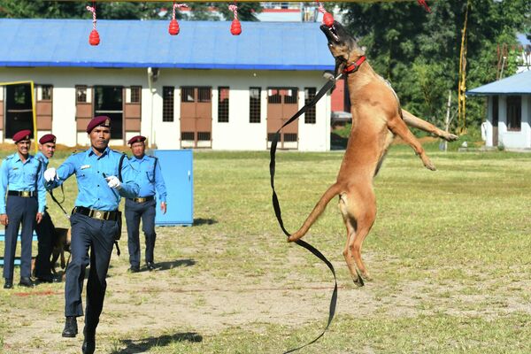 يستعرض معالج كلاب شرطة نيبال وكلبه مهاراتهما خلال حدث للاحتفال في مهرجان &quot;هندو تيهار&quot; في مدرسة تدريب الكلاب البوليسية في كاتماندو، 24 أكتوبر 2022. - سبوتنيك عربي