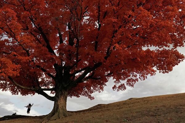 امرأة تقفز في الهواء وهي تقف أمام شجرة قيقب بلون الخريف الكامل، في مدينة كانساس سيتي،في بولاية ميزوري الأمريكية، 23 أكتوبر 2022 - سبوتنيك عربي