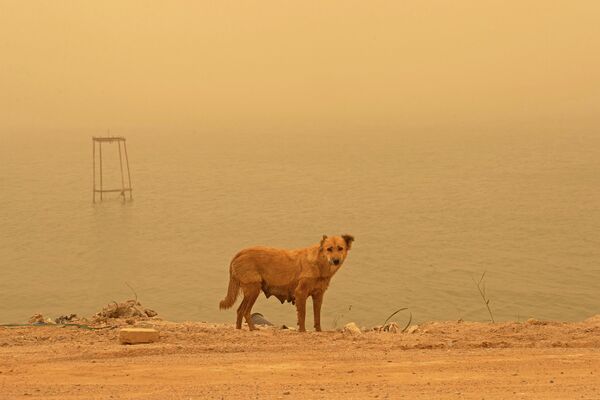 كلب يقف على ضفة نهر أثناء العاصفة الرملية في مدينة البصرة جنوبي العراق، 2 نوفمبر 2022. - سبوتنيك عربي