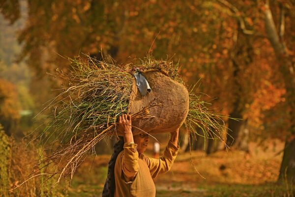امرأة تحمل العشب أثناء سيرها بين أشجار القيقب في حديقة نيشات في سريناغار، الهند 1 نوفمبر 2022 - سبوتنيك عربي