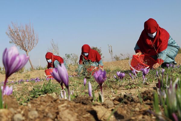 نساء أفغانيات يحصدن زهور الزعفران في حقل على مشارف مقاطعة هرات، أفغانستان 31 أكتوبر 2022. - سبوتنيك عربي
