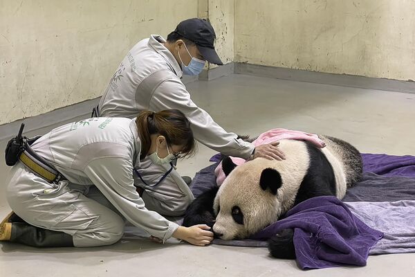 في هذه الصورة التي نشرتها حديقة حيوان تايبيه، يحضر العمال إلى الباندا العملاقة المريض توان توان في حديقة حيوان تايبيه في تايبيه ، تايوان 19 نوفمبر 2022 - سبوتنيك عربي