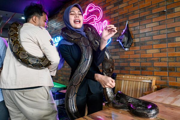 امرأة تتفاعل أثناء التعامل مع ثعبان خلال معرض للحيوانات الأليفة في مركز تسوق في باندا آتشيه في إندونيسيا 20 نوفمبر 2022. - سبوتنيك عربي