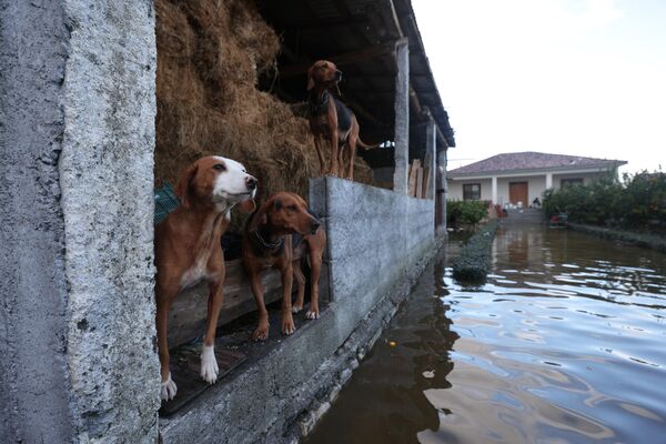 الكلاب تقف بجوار شارع غمرته المياه في قرية كوك، بالقرب من شكودر، في شمال غرب ألبانيا، 21 نوفمبر 2022 - سبوتنيك عربي