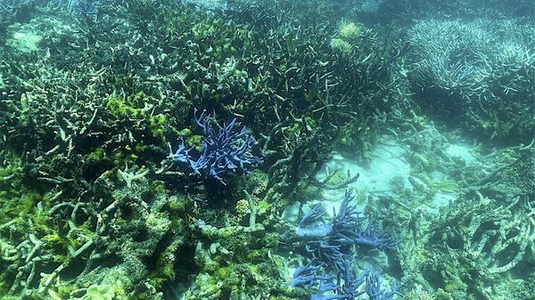 الحاجز المرجاني العظيم في أستراليا - سبوتنيك عربي