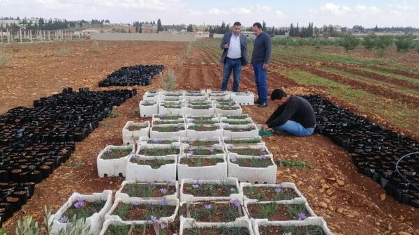 زراعة الذهب الأحمر تبدأ بالانتشار في سوريا - سبوتنيك عربي
