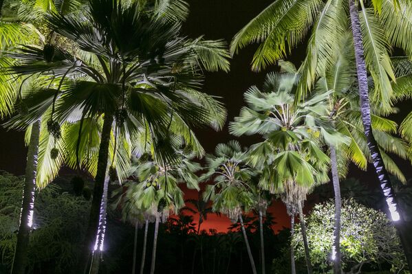 يُرى توهج ثوران ماونا لوا من خلال بستان من أشجار النخيل، في كونا، هاواي.  28 نوفمبر، 2022 - سبوتنيك عربي