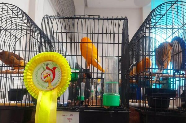  بطولة تونس لعلم الطيور التي تقام للمرة السابعة في تاريخ البلاد - سبوتنيك عربي