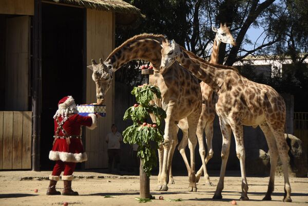 رجل يرتدي زي بابا نويل يسلم هدايا على شكل طعام للزرافات كجزء من تقليد عيد الميلاد في حديقة حيوان لا أورورا في مدينة غواتيمالا، 20 ديسمبر 2022. - سبوتنيك عربي