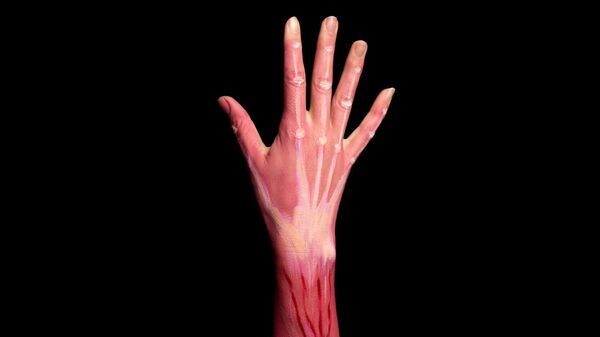 عضلات يد الإنسان  - سبوتنيك عربي