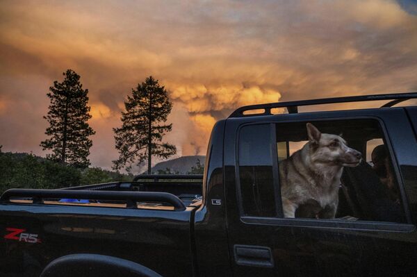 كلب يركب عبر مجتمع فوريستهيل في مقاطعة بلاسر، كاليفورنيا، حيث اشتعلت حريق موسكيتو فاير، 8 سبتمبر 2022. - سبوتنيك عربي