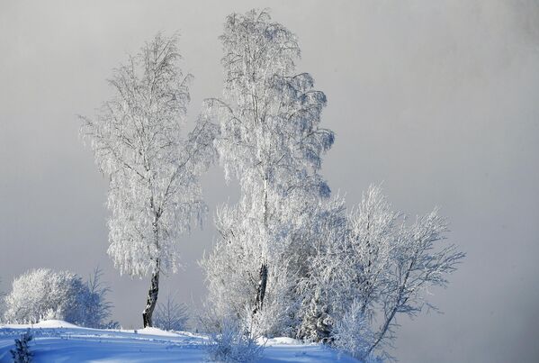 أشجار مغطاة بالثلوج والصقيع على ضفاف نهر ينيسي عند درجة حرارة هواء -33 درجة مئوية بالقرب من كراسنويارسك، روسيا.
 - سبوتنيك عربي