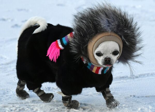 كلب تشيهواهوا يرتدي ملابس وأحذية دافئة يسير في الشارع عند درجة حرارة هواء -33 درجة مئوية في ديفنوغورسك، إقليم كراسنويارسك الروسي. - سبوتنيك عربي