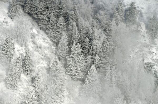 الأشجار مغطاة بالثلوج والصقيع في التايغا على ضفاف نهر ينيسي عند درجة حرارة هواء -33 درجة مئوية بالقرب من كراسنويارسك الروسية. - سبوتنيك عربي