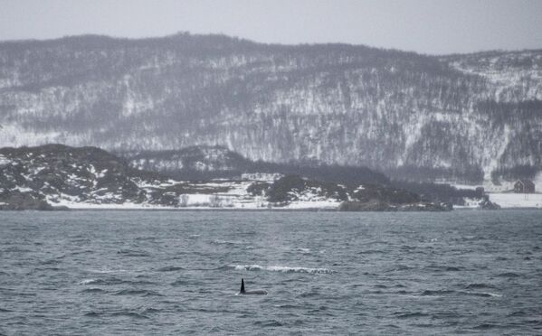 تُظهر هذه الصورة التي التقطت في 23 يناير 2023 حوت &quot;أوركا&quot; أو (الحوت القاتل) على السطح في مضيق القطب الشمالي بالقرب من جزيرة سبيلدرا. - سبوتنيك عربي