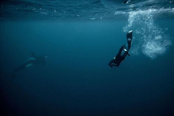 يسبح بطل العالم الفرنسي آرثر غيرين بويري خمس مرات أمام حيتان &quot;أوركا&quot; (الحيتان القاتلة) في المحيط المتجمد الشمالي في جزيرة سبيلدرا شمال الدائرة القطبية الشمالية، في 27 يناير 2023. - سبوتنيك عربي