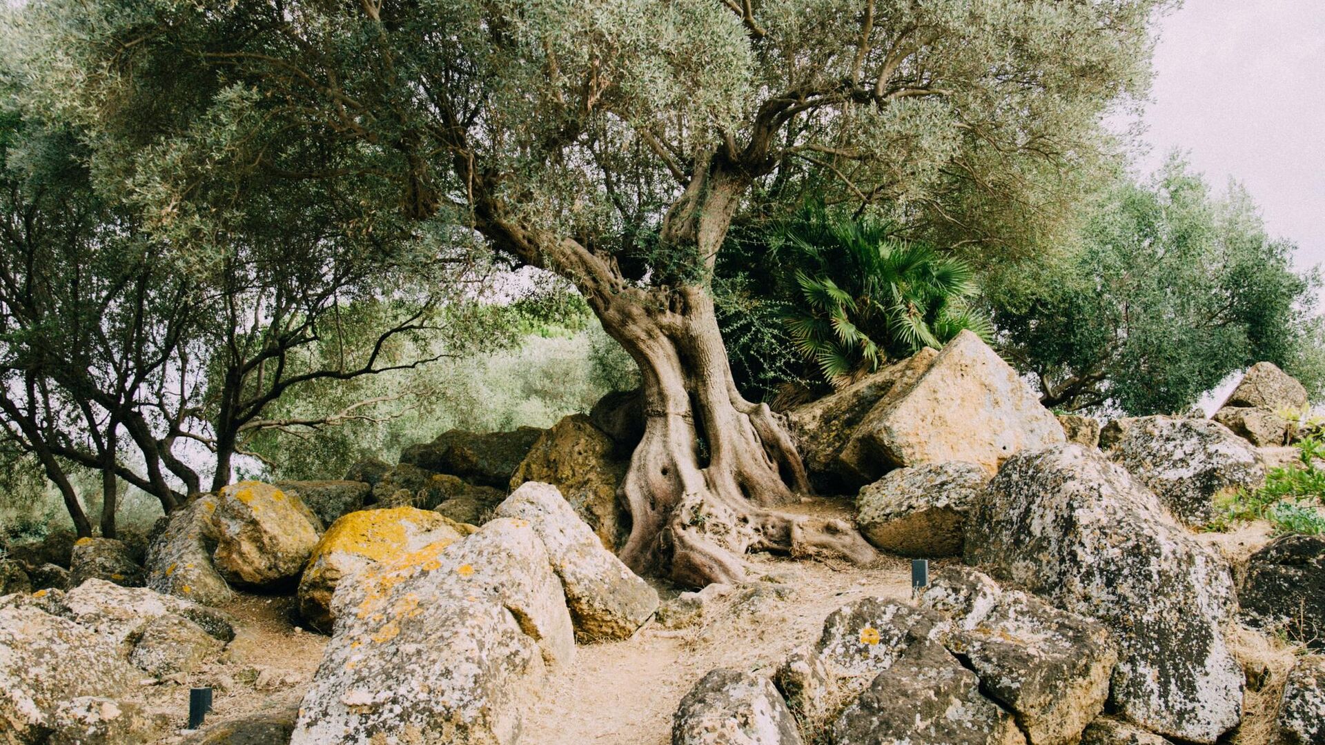 شجرة زيتون معمرة  - سبوتنيك عربي, 1920, 08.03.2023