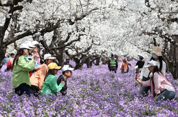 أشخاص يلتقطون صورًا تحت أزهار الكمثرى في سوتشيان في مقاطعة جيانغسو شرقي الصين، 28 مارس 2023. - سبوتنيك عربي