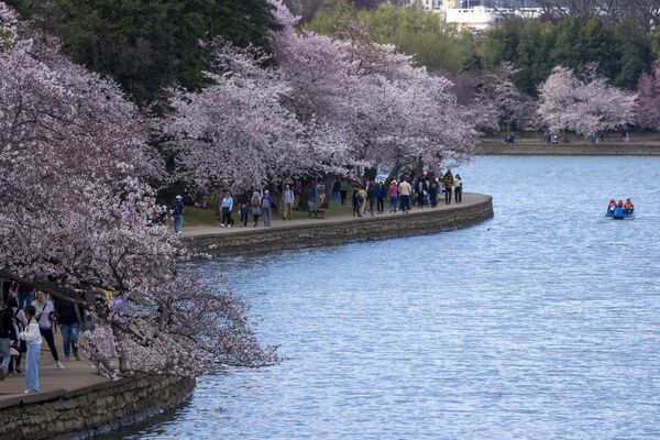 يسير الناس على طول حوض المد والجزر بينما تدخل أزهار الكرز ذروتها هذا الأسبوع، في واشنطن 22 مارس 2023 - سبوتنيك عربي