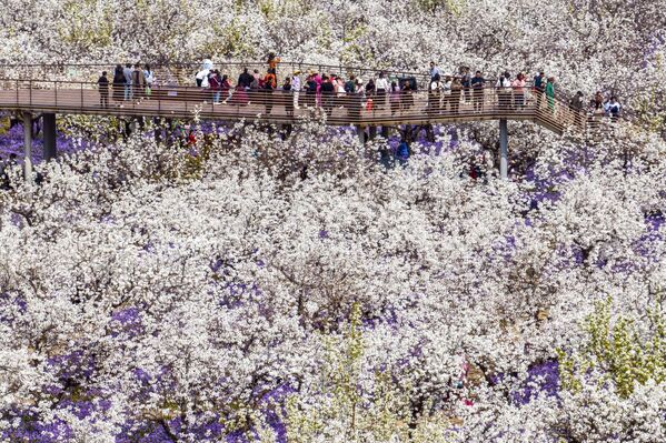 أشخاص يسيرون بين أزهار الكمثرى المزهرة في سوتشيان في مقاطعة جيانغسو شرقي الصين، في 28 مارس 2023. - سبوتنيك عربي