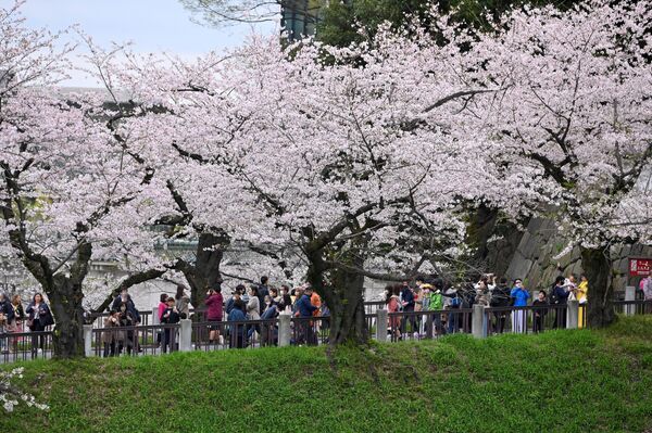 الناس يتنزهون بين أشجار الكرز في متنزه كيتانومارو في طوكيو، في 27 مارس 2023. - سبوتنيك عربي